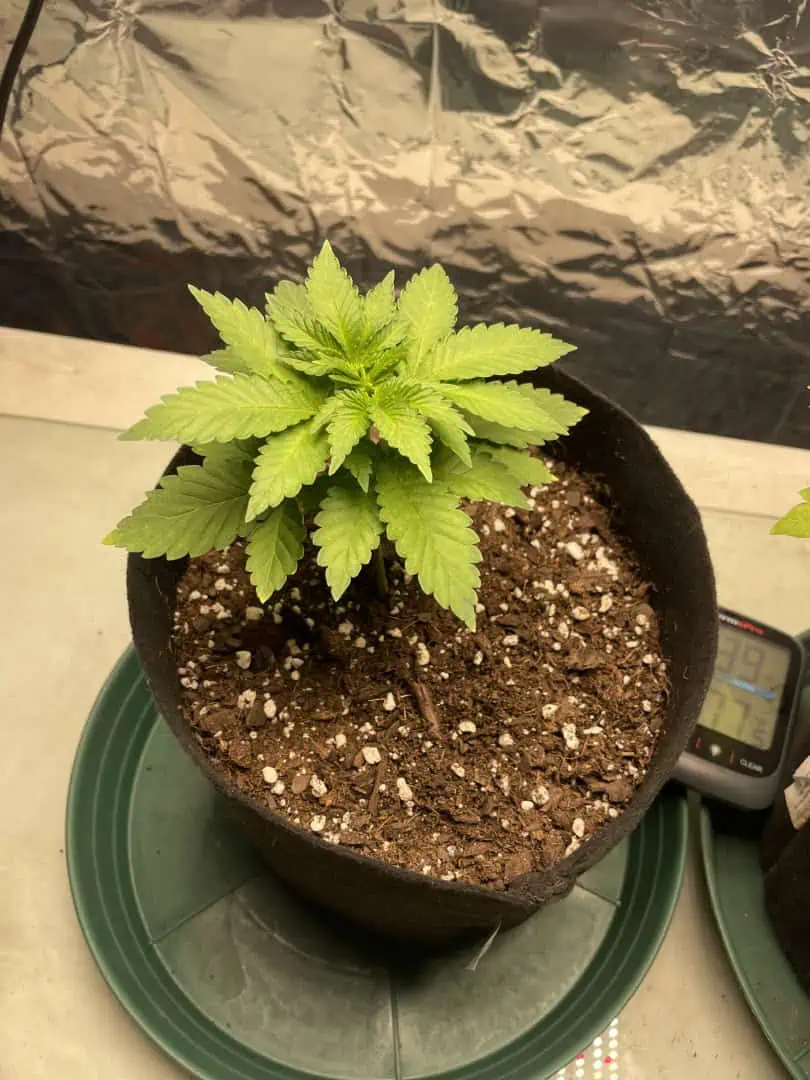 Blue Dream — vegetative, day 26