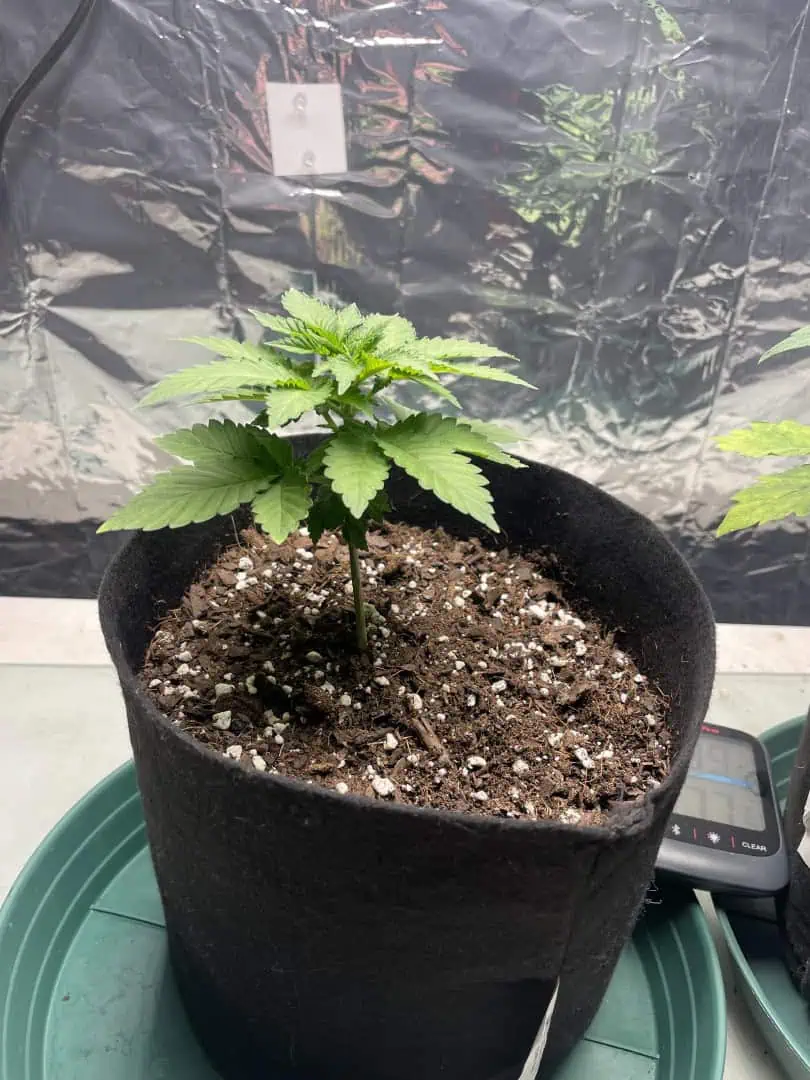Blue Dream — vegetative, day 26