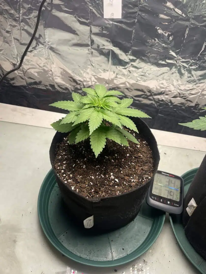 Blue Dream — vegetative, day 28