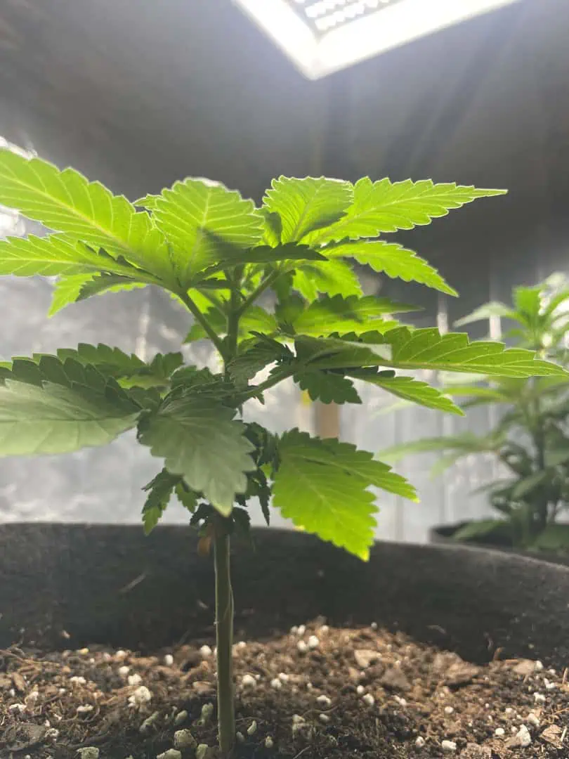 Blue Dream — vegetative, day 28