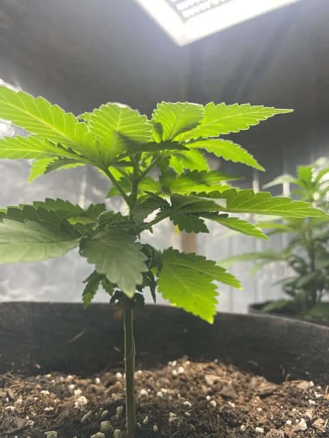 Blue Dream — vegetative, day 28