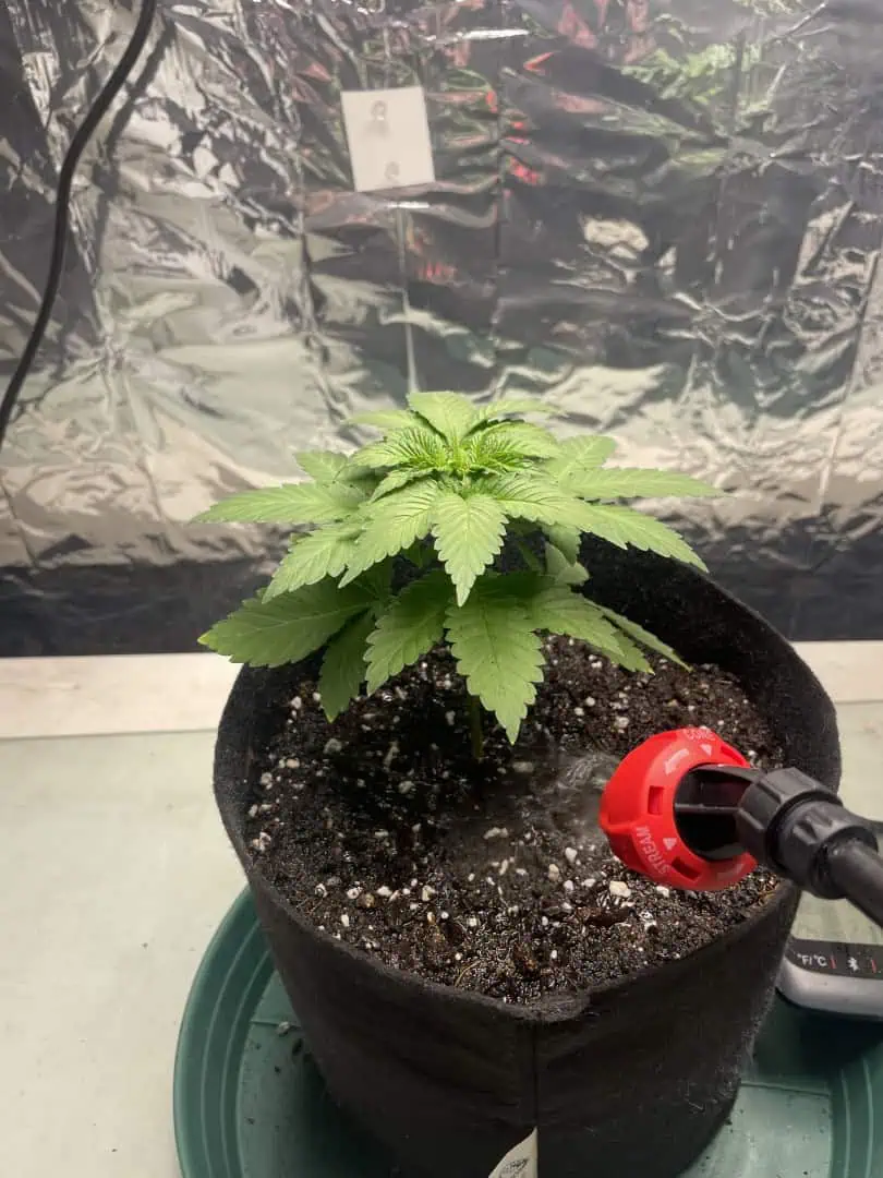 Blue Dream — vegetative, day 28
