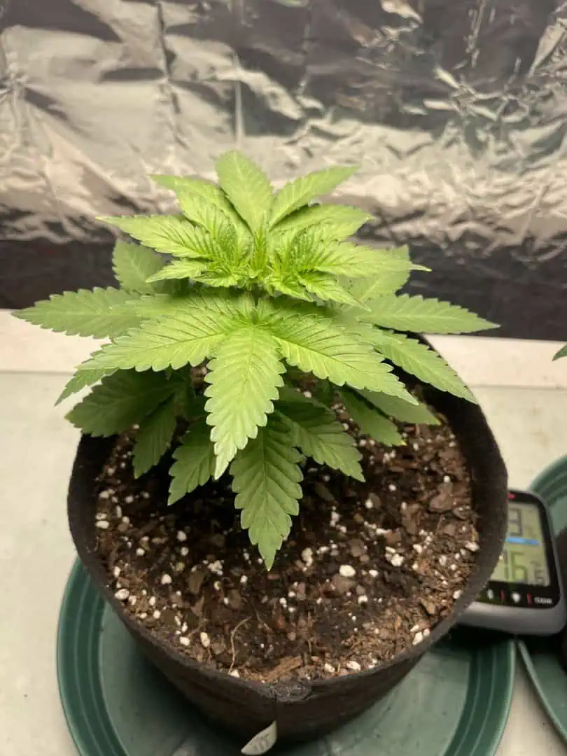 Blue Dream — vegetative, day 29