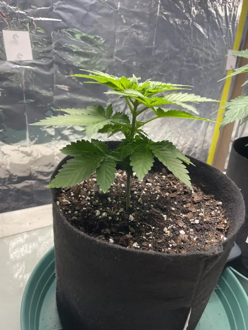 Blue Dream — vegetative, day 29
