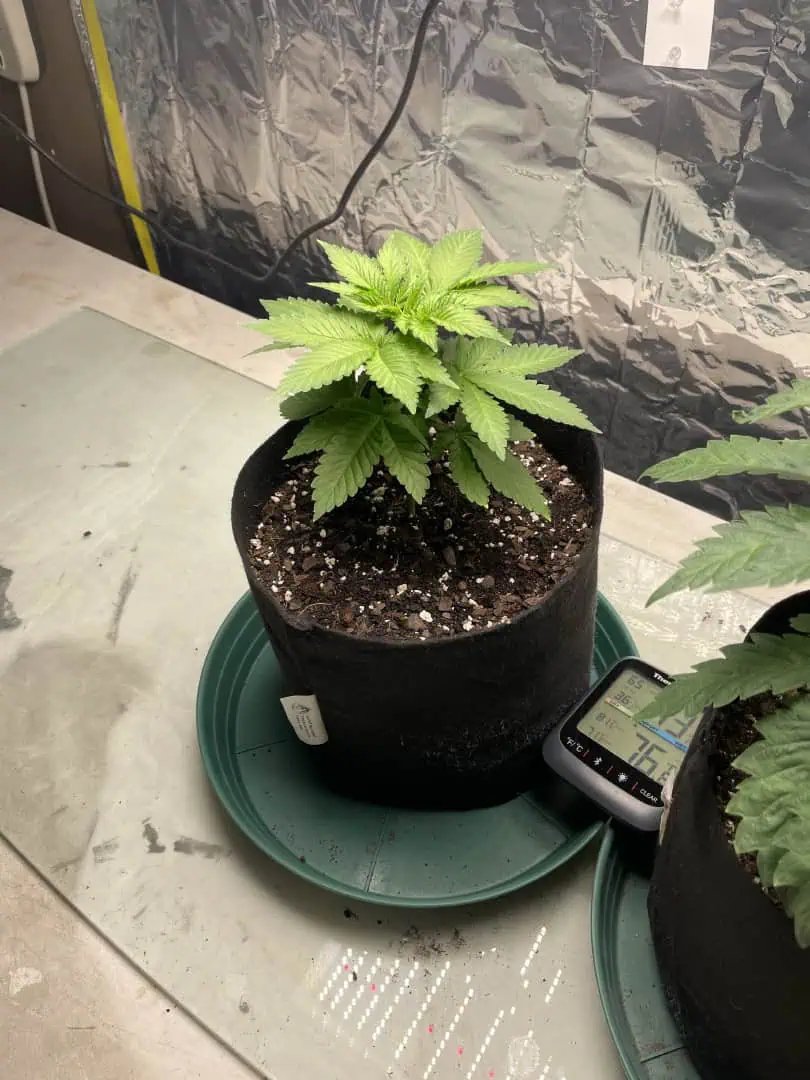 Blue Dream — vegetative, day 29