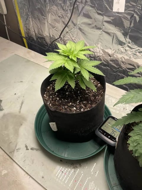 Blue Dream — vegetative, day 29