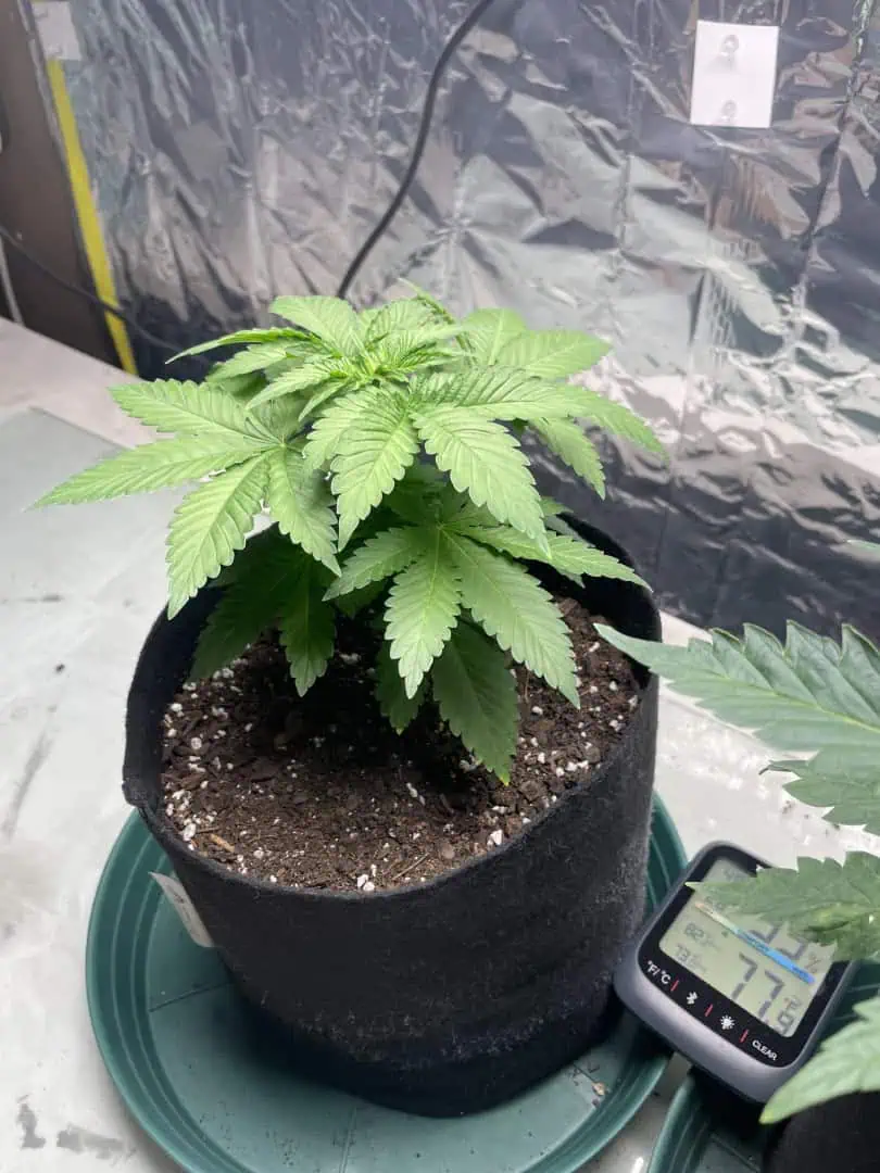 Blue Dream — vegetative, day 31