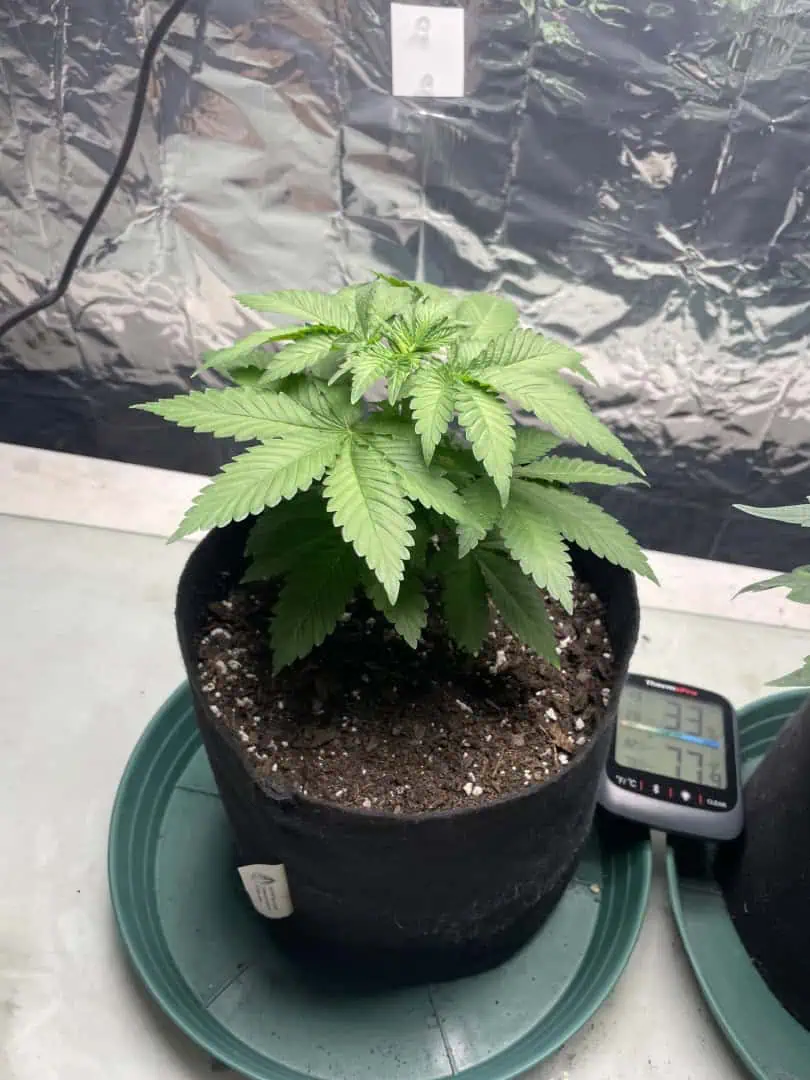 Blue Dream — vegetative, day 31