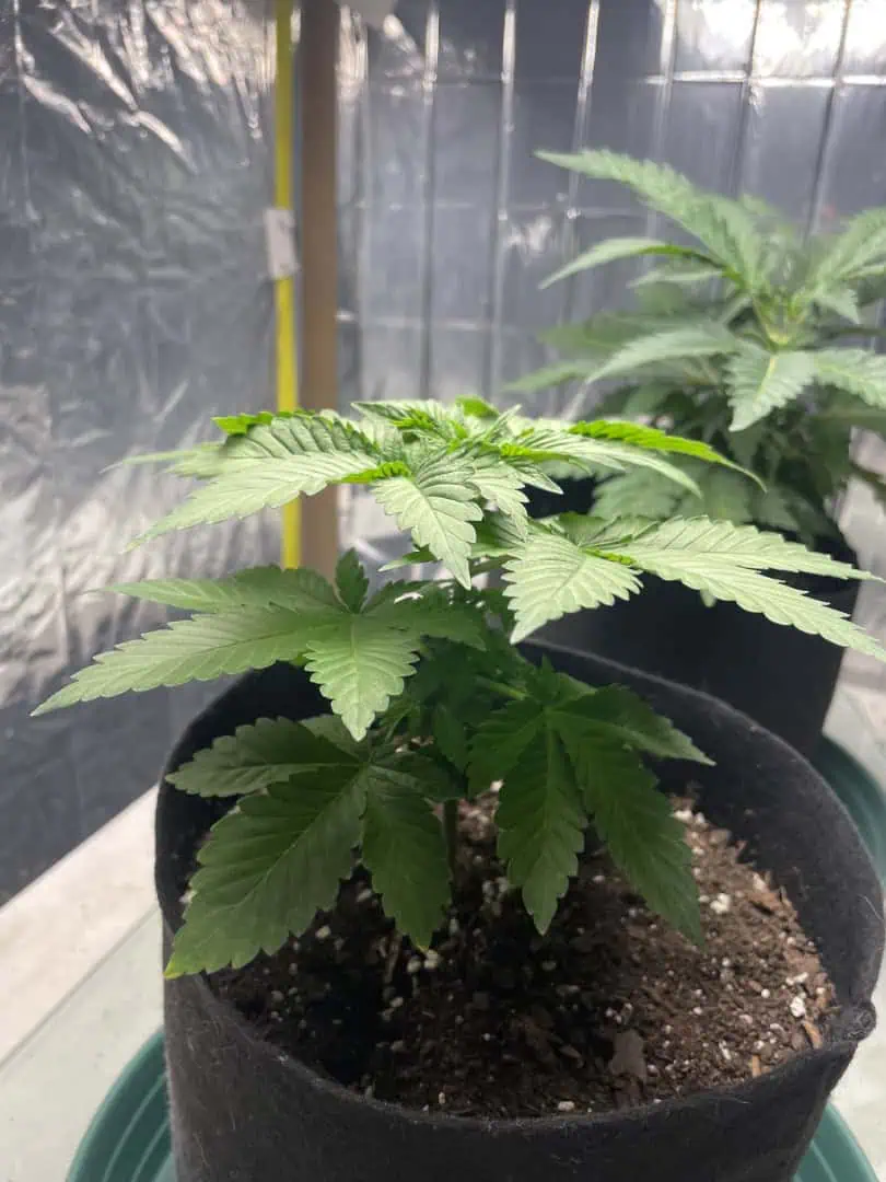 Blue Dream — vegetative, day 31