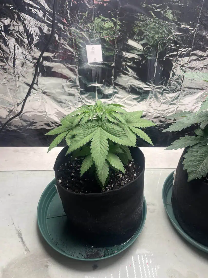 Blue Dream — vegetative, day 34