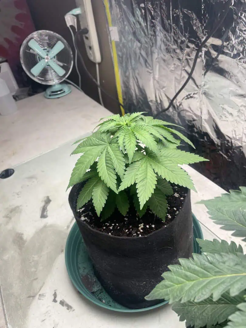 Blue Dream — vegetative, day 34