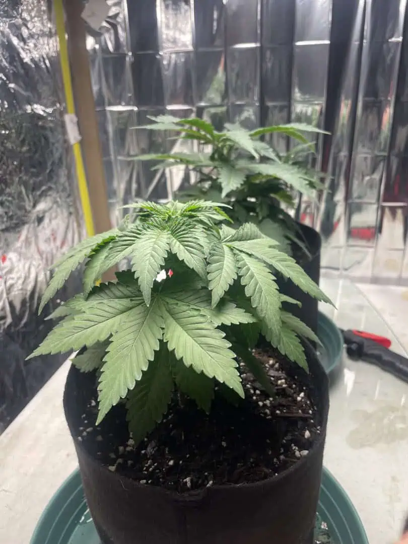 Blue Dream — vegetative, day 34