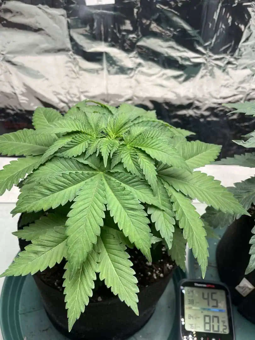 Blue Dream — vegetative, day 37