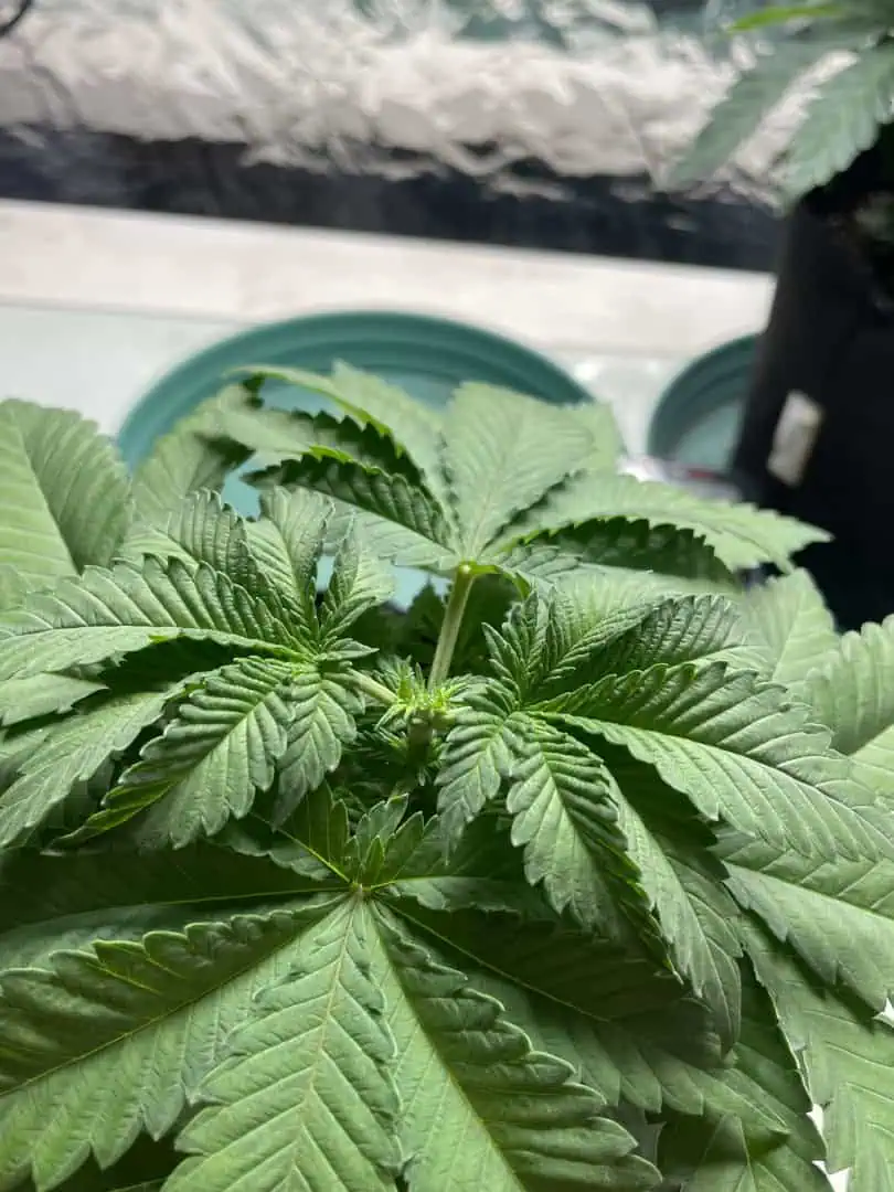 Blue Dream — vegetative, day 37