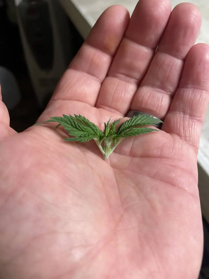 Blue Dream — vegetative, day 37