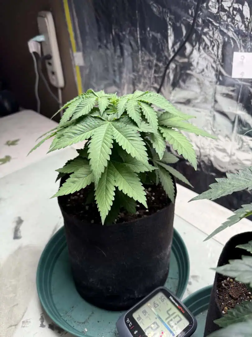 Blue Dream — vegetative, day 40