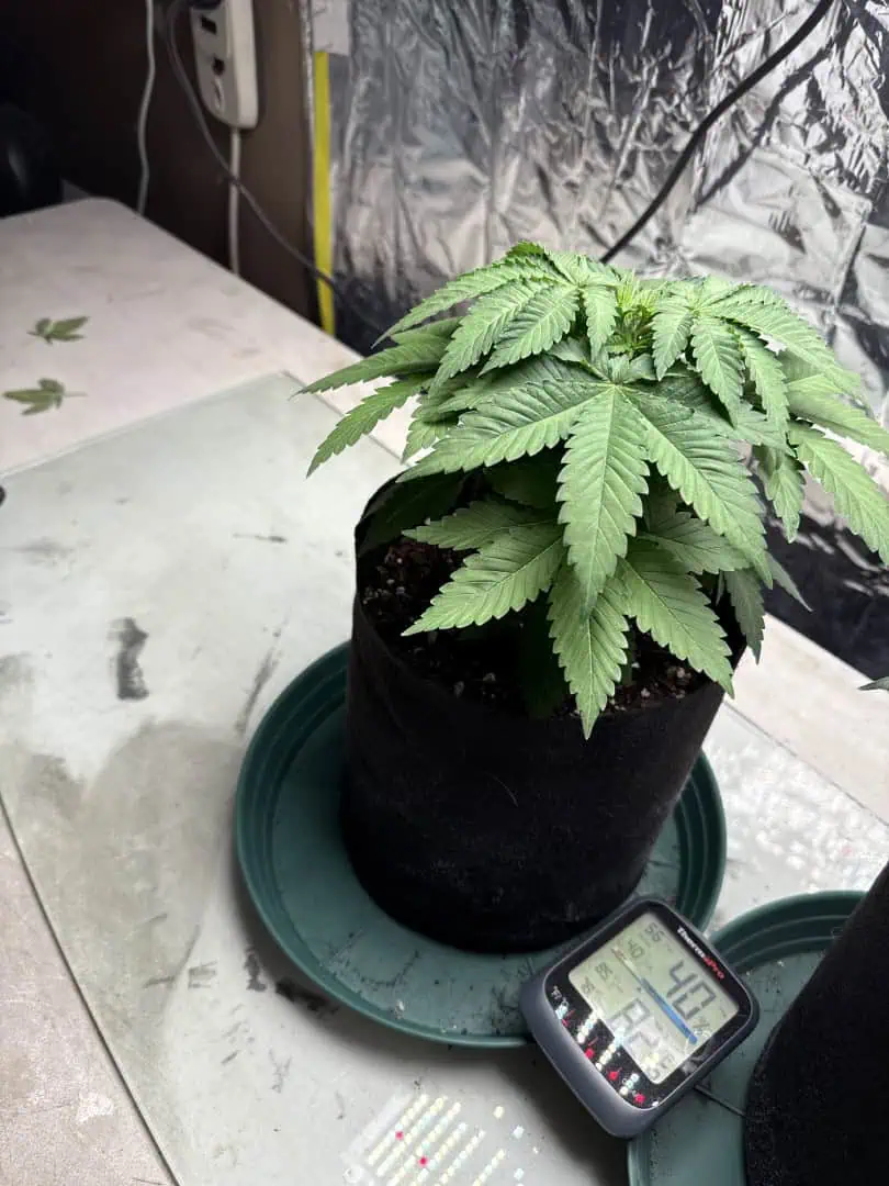 Blue Dream — vegetative, day 40