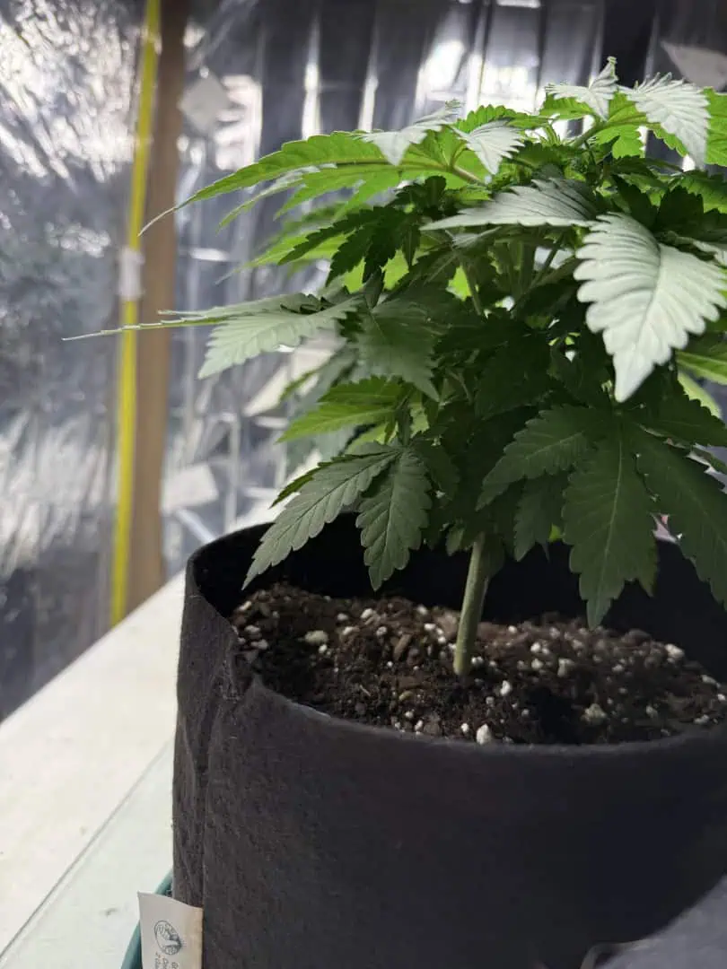 Blue Dream — vegetative, day 40