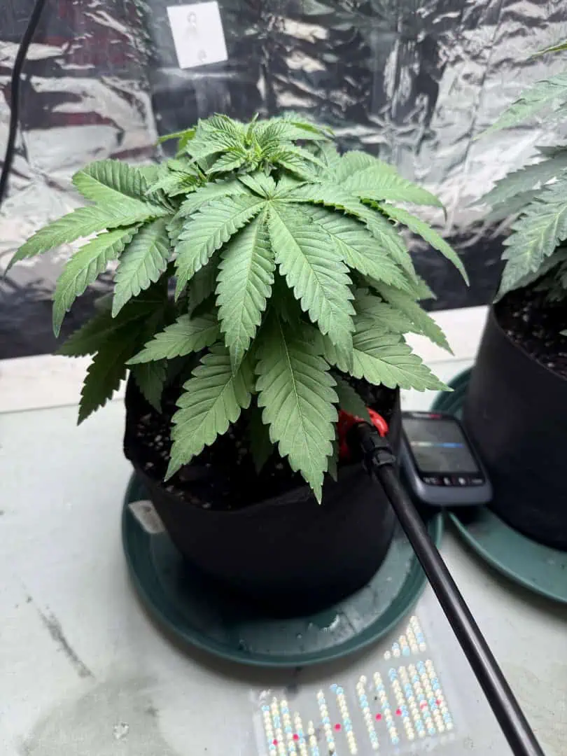 Blue Dream — vegetative, day 4