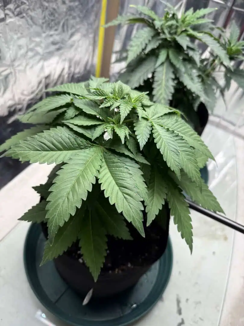 Blue Dream — vegetative, day 4