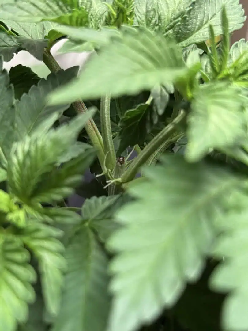 Blue Dream — vegetative, day 4