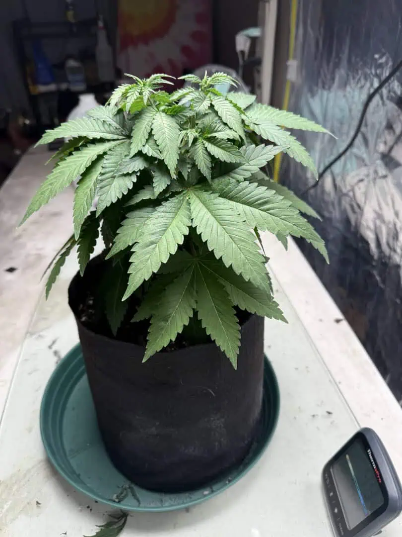 Blue Dream — vegetative, day 46