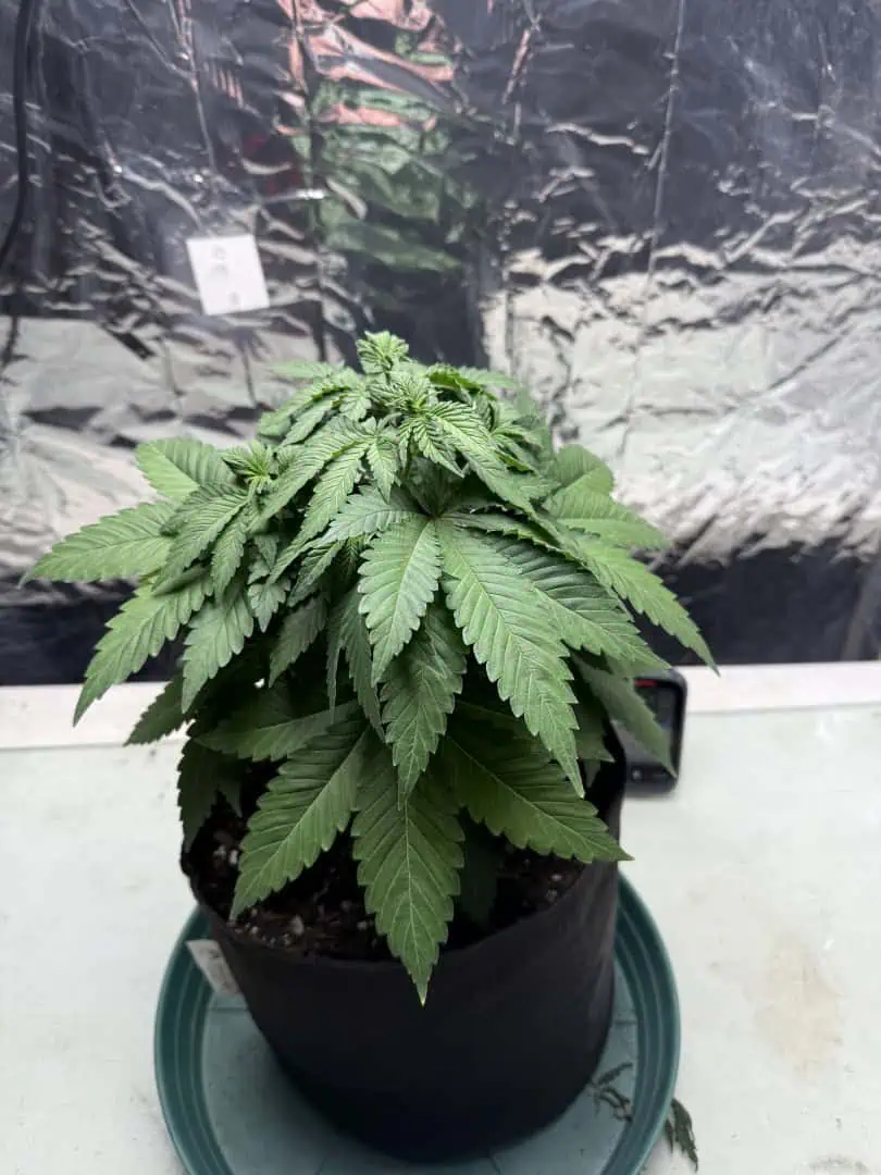 Blue Dream — vegetative, day 46