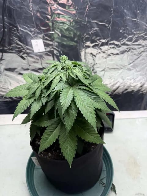 Blue Dream — vegetative, day 46