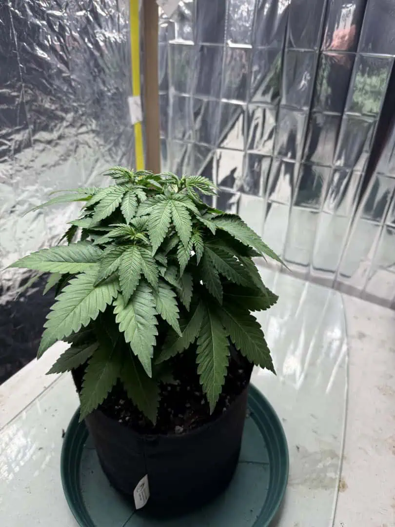 Blue Dream — vegetative, day 46