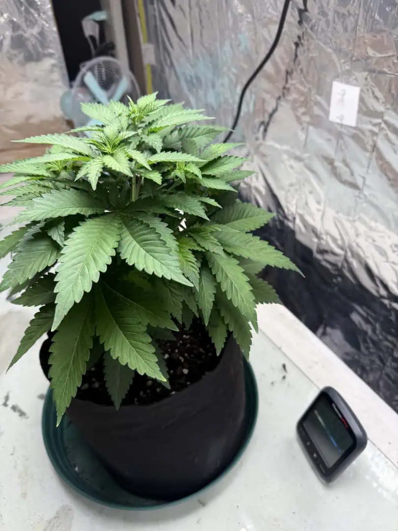 Blue Dream — vegetative, day 47