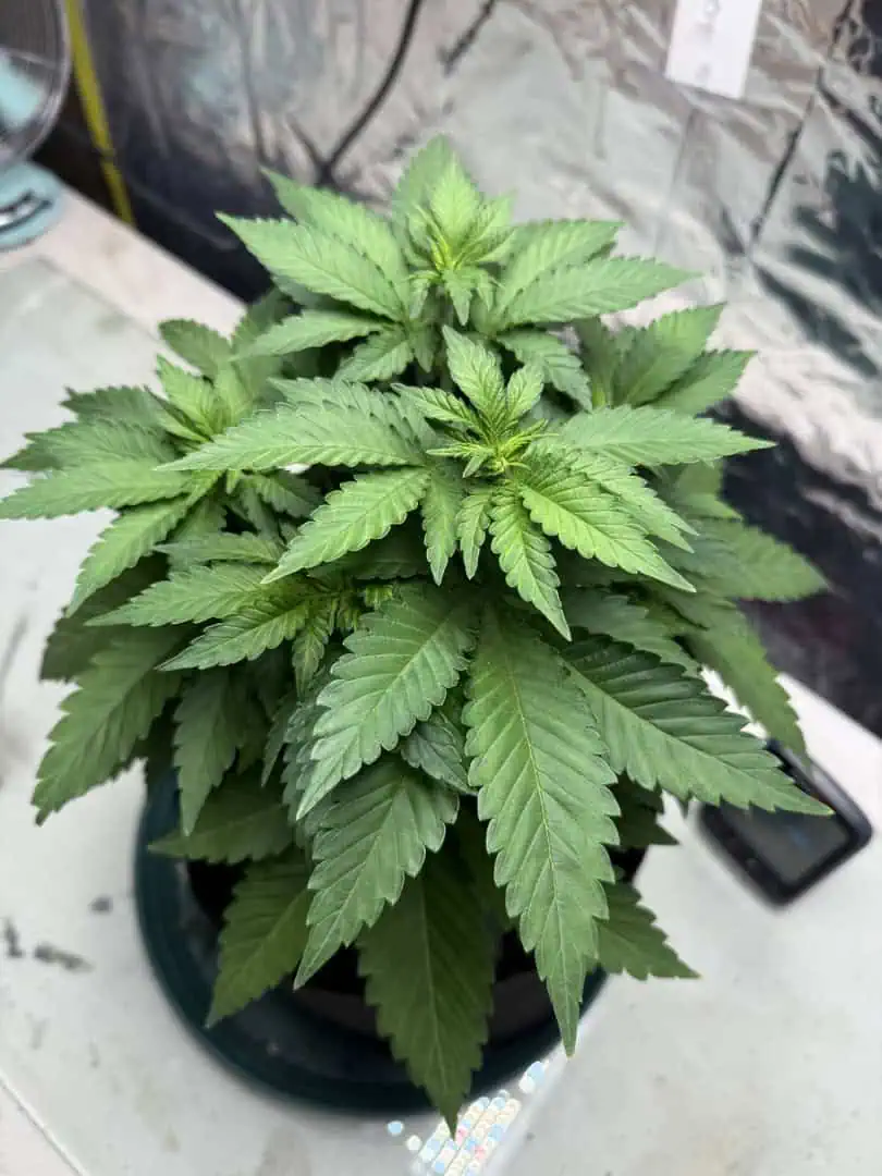 Blue Dream — vegetative, day 47