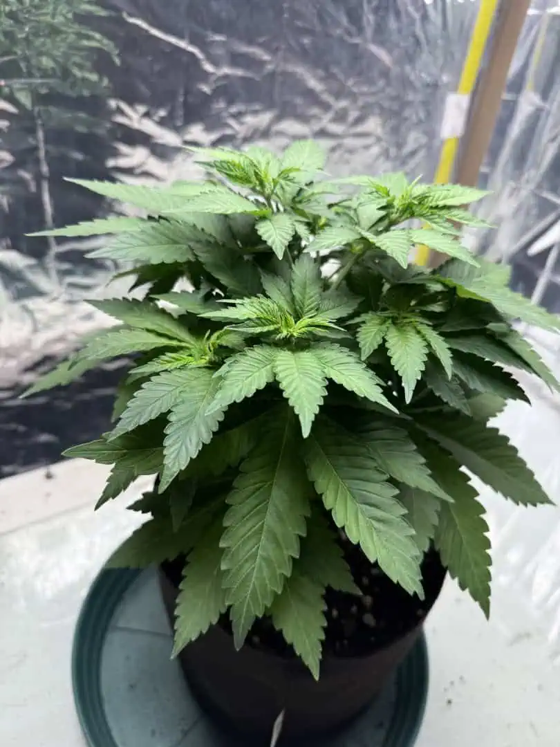Blue Dream — vegetative, day 47