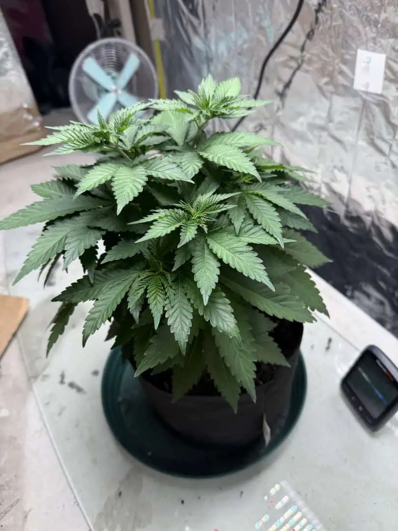 Blue Dream — vegetative, day 48