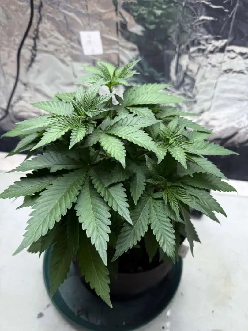 Blue Dream — vegetative, day 48