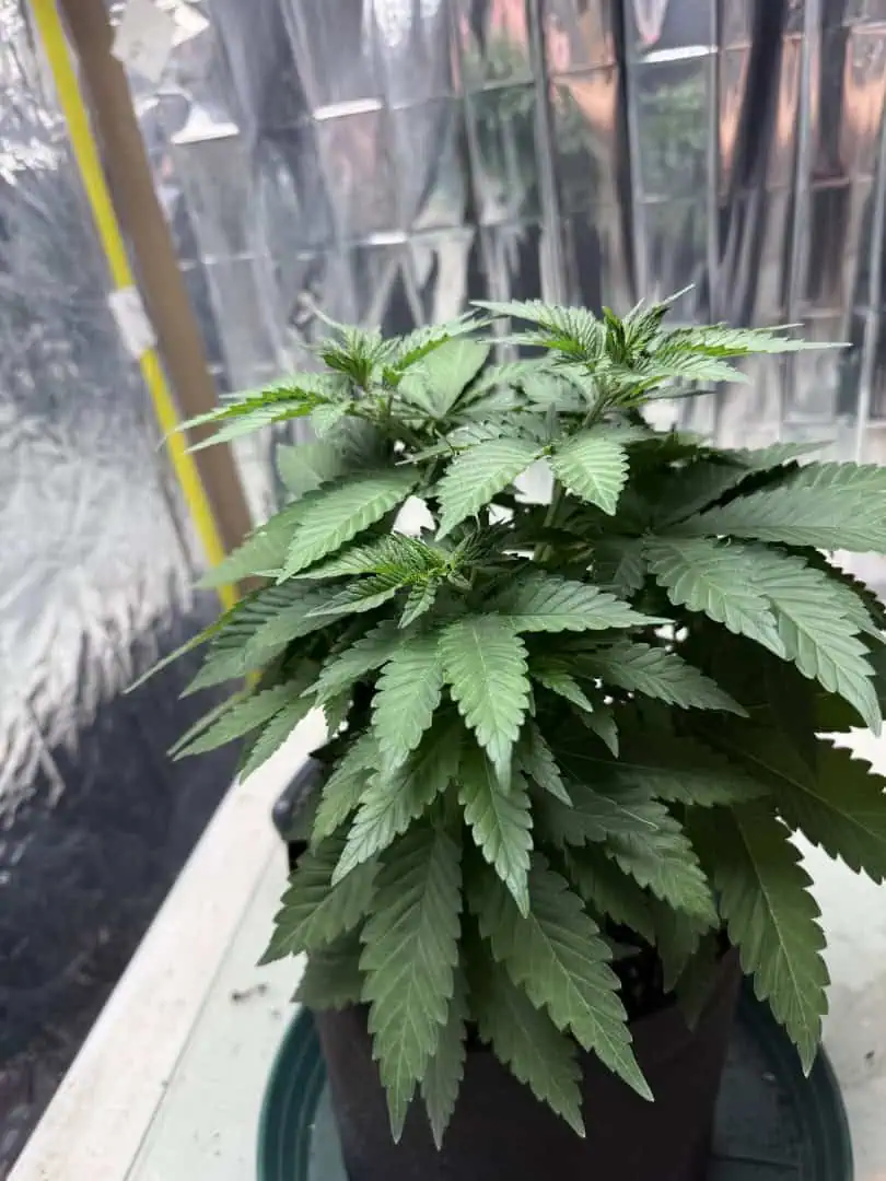 Blue Dream — vegetative, day 48