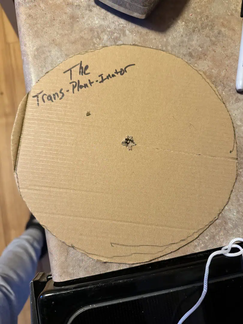 Blue Dream — vegetative, day 49