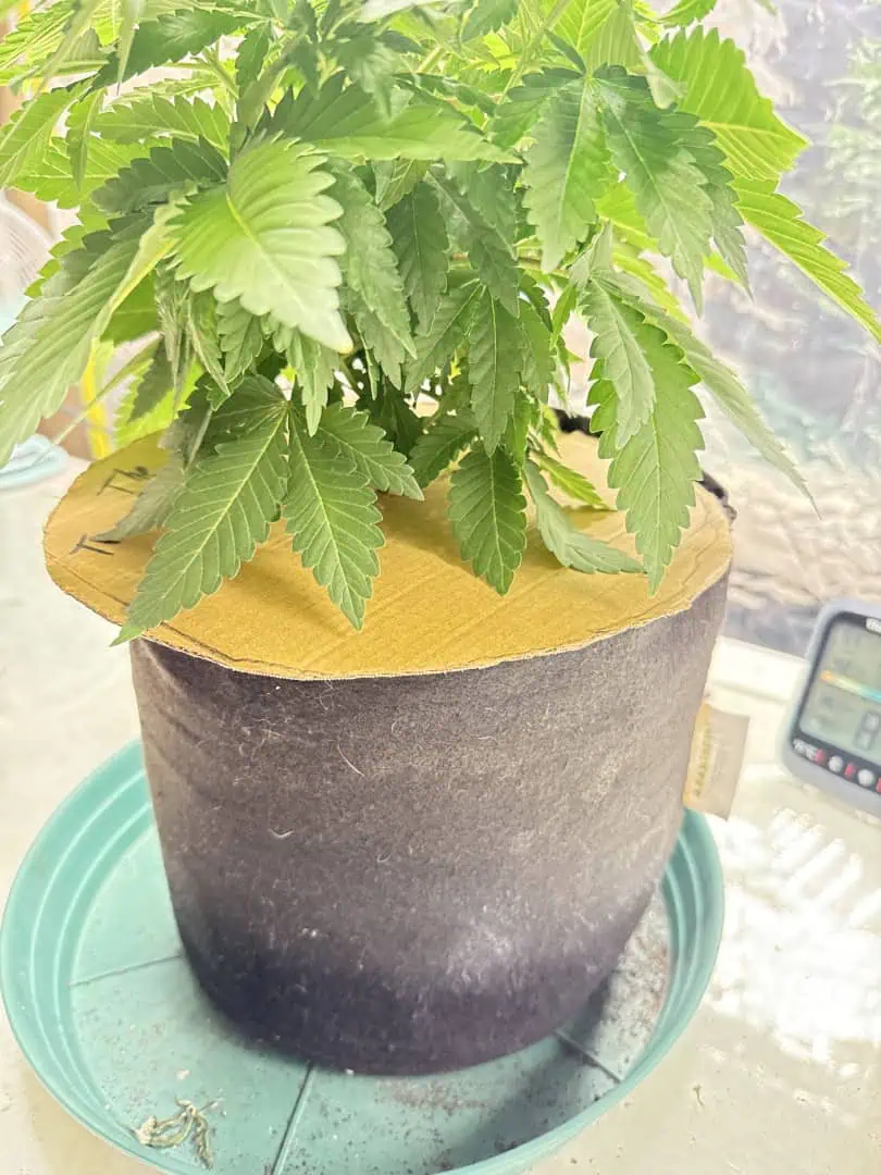 Blue Dream — vegetative, day 49