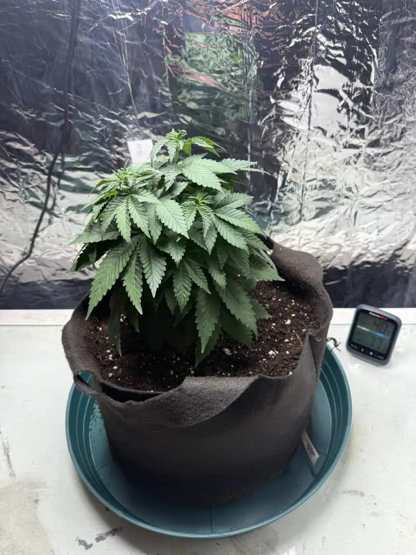 Blue Dream — vegetative, day 49