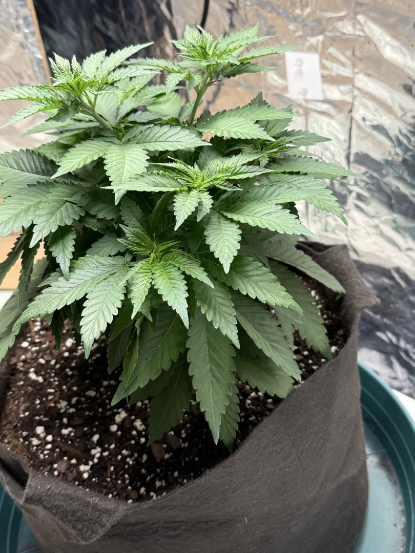 Blue Dream — vegetative, day 50
