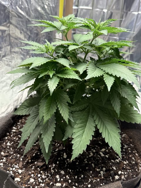 Blue Dream — vegetative, day 50