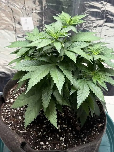 Blue Dream — vegetative, day 51