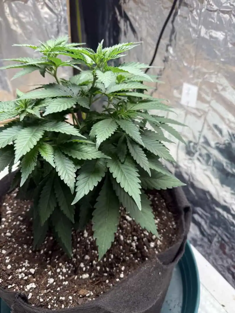 Blue Dream — vegetative, day 51