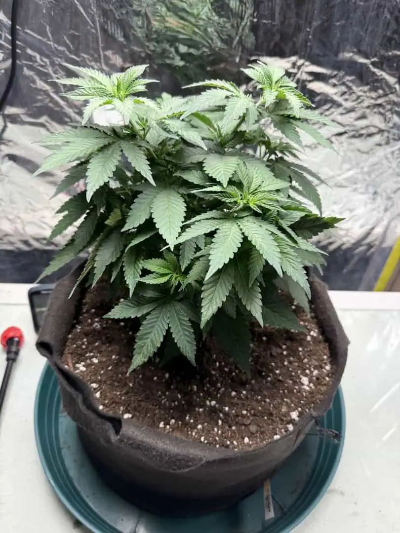 Blue Dream — vegetative, day 52