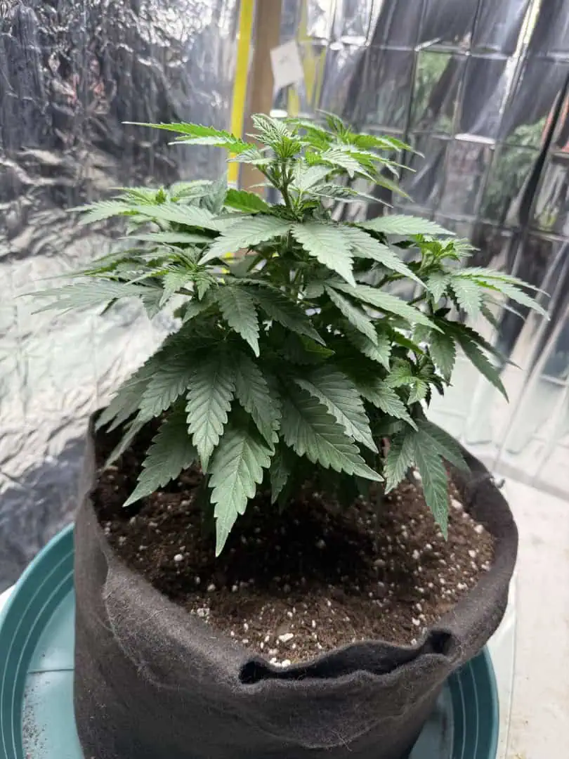 Blue Dream — vegetative, day 52