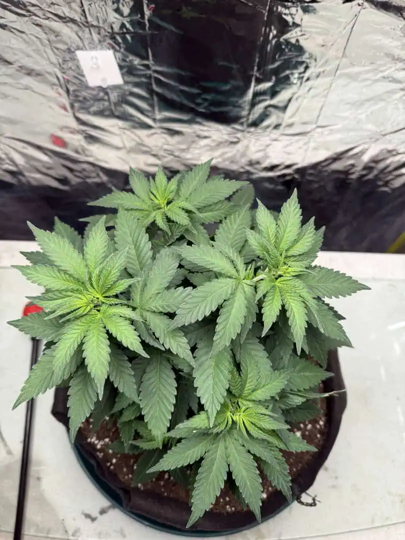Blue Dream — vegetative, day 52