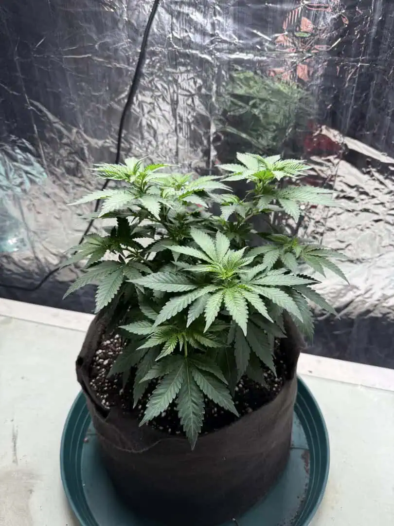 Blue Dream — vegetative, day 55