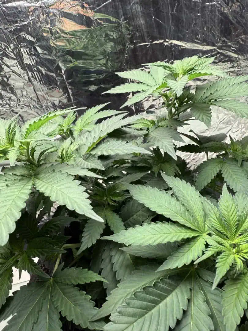 Blue Dream — vegetative, day 55