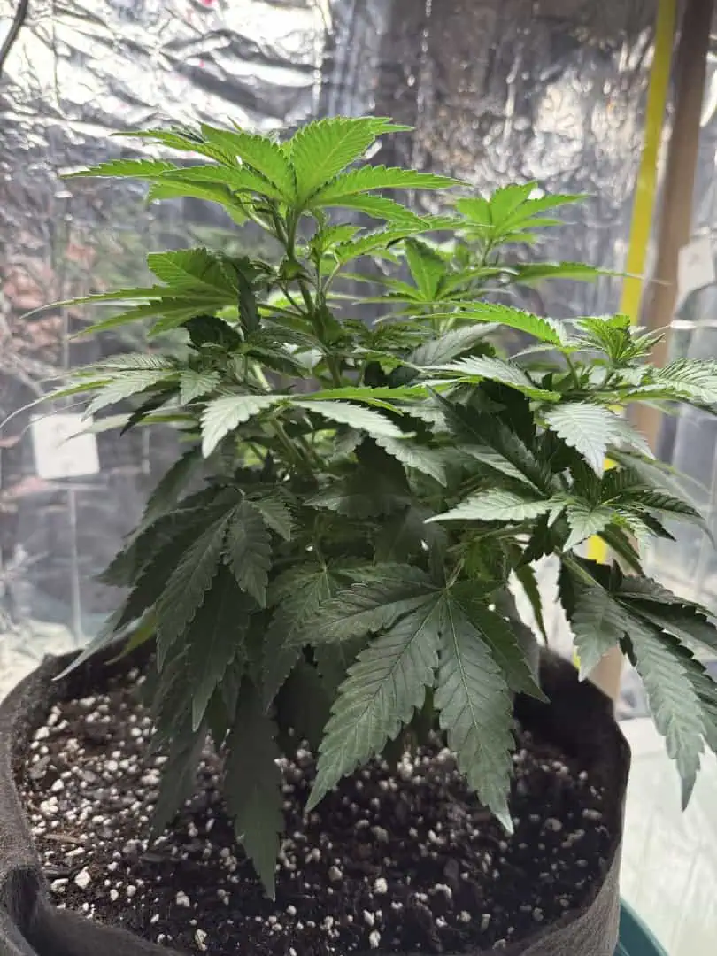 Blue Dream — vegetative, day 55