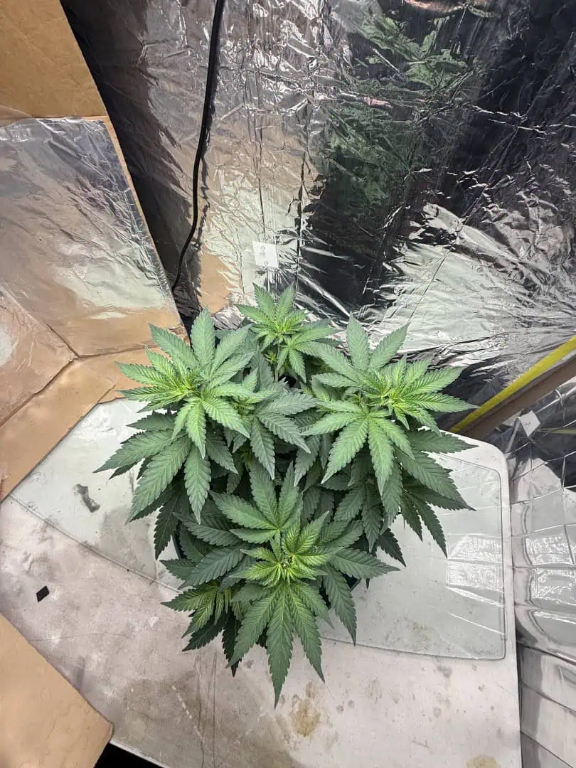 Blue Dream — vegetative, day 56