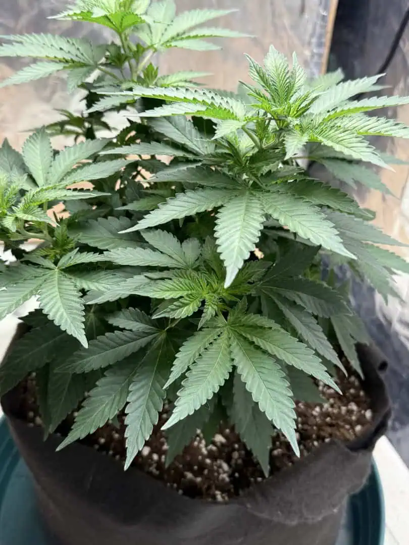Blue Dream — vegetative, day 56